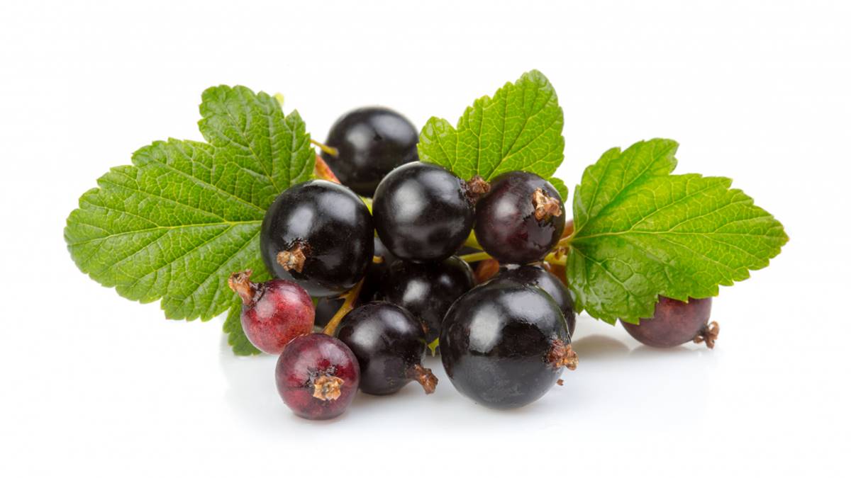 Fekete berkenye hatása: a szuperélelmiszer és az egészség