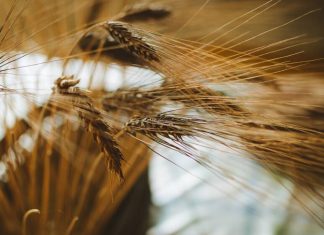 Miért drágul évről-évre a kenyér? – A búza árának hatása az élelmiszerárakra buza-ara