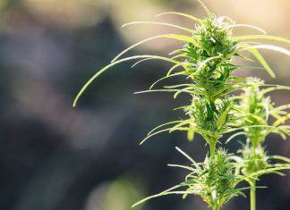 Miért különleges a kannabisz növény? kannabisz
